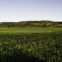 Buy canvas prints of Wheat fields by Juan Ramón Ramos Rivero