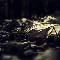 Buy canvas prints of Dry leaf on the ground by Juan Ramón Ramos Rivero