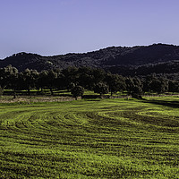 Buy canvas prints of fields of Andalucia by Juan Ramón Ramos Rivero