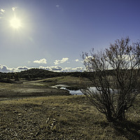 Buy canvas prints of Dry shrub by Juan Ramón Ramos Rivero