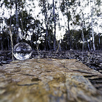 Buy canvas prints of The forest in the crystal ball by Juan Ramón Ramos Rivero