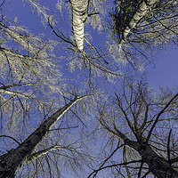 Buy canvas prints of Trees from below by Juan Ramón Ramos Rivero