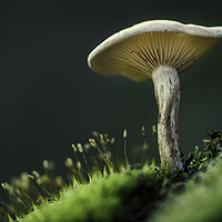 Buy canvas prints of Small mushroom seen from below by Juan Ramón Ramos Rivero