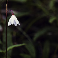 Buy canvas prints of Acis autumnalis with water drops by morning dew by Juan Ramón Ramos Rivero