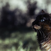 Buy canvas prints of Nice blue-eyed cat by Juan Ramón Ramos Rivero