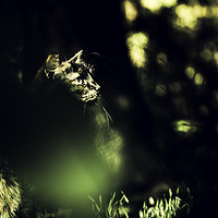 Buy canvas prints of Very cute image of a cat behind the grass by Juan Ramón Ramos Rivero