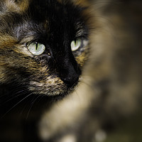 Buy canvas prints of Fluffy striped cat on unfocused background by Juan Ramón Ramos Rivero
