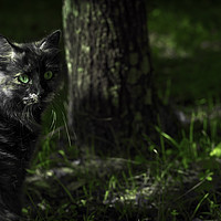Buy canvas prints of Nice gray cat with green eyes in the forest  by Juan Ramón Ramos Rivero