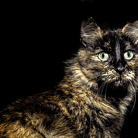 Buy canvas prints of Lovely green eyed cat looking front by Juan Ramón Ramos Rivero