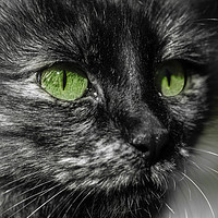 Buy canvas prints of Close-up in black and white of a cat's face by Juan Ramón Ramos Rivero