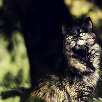 Buy canvas prints of Nice green-eyed cat with front face by Juan Ramón Ramos Rivero