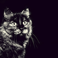 Buy canvas prints of Image of very nice cat in black and white by Juan Ramón Ramos Rivero