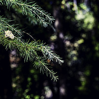 Buy canvas prints of Branches of green conifers with dry leaf on it by Juan Ramón Ramos Rivero