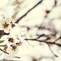 Buy canvas prints of Bee on almond tree flower, beautiful springtime bl by Juan Ramón Ramos Rivero