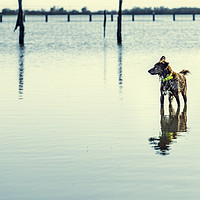 Buy canvas prints of Wet dog breed with yellow necklace on the water by Juan Ramón Ramos Rivero