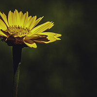 Buy canvas prints of Macro close-up of a yellow daisy flower by Juan Ramón Ramos Rivero
