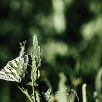 Buy canvas prints of The butterfly with green and white wings is well c by Juan Ramón Ramos Rivero