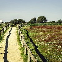 Buy canvas prints of Red flowers field landscape with blue sky and dirt by Juan Ramón Ramos Rivero