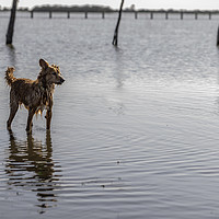 Buy canvas prints of Small dog standing on water by Juan Ramón Ramos Rivero