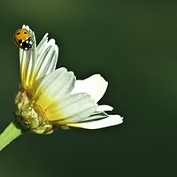 Buy canvas prints of Ladybird on daisy, chamomile isolated on green by Juan Ramón Ramos Rivero