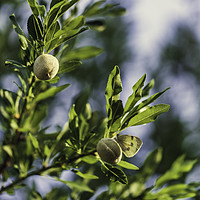 Buy canvas prints of Young fresh almonds growing on a branch of an almo by Juan Ramón Ramos Rivero