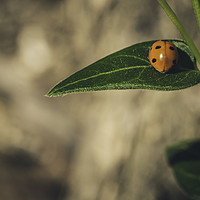 Buy canvas prints of Ladybird on a sunny green leaf with brown backgrou by Juan Ramón Ramos Rivero