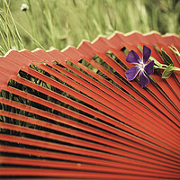 Buy canvas prints of Red spanish fan and vinca major flower by Juan Ramón Ramos Rivero