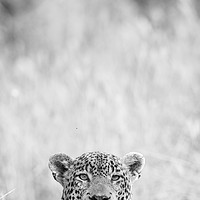 Buy canvas prints of Peek-a-boo leopard by Villiers Steyn