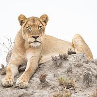Buy canvas prints of Lioness stare by Villiers Steyn