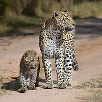 Buy canvas prints of Leopard and cub by Villiers Steyn