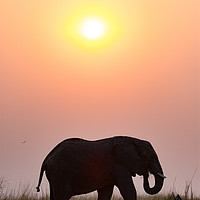 Buy canvas prints of Sunset elephant by Villiers Steyn