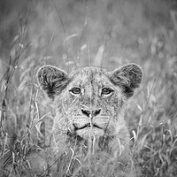Buy canvas prints of Cheeky lion cub by Villiers Steyn