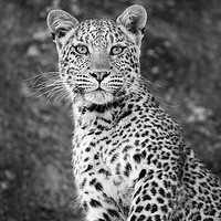 Buy canvas prints of Leopard beauty by Villiers Steyn