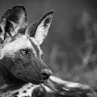 Buy canvas prints of Painted wolf by Villiers Steyn