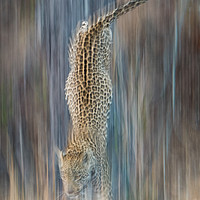 Buy canvas prints of Liquid leopard by Villiers Steyn