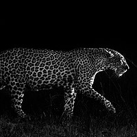 Buy canvas prints of Dark leopard by Villiers Steyn