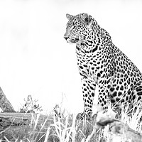 Buy canvas prints of Light leopard by Villiers Steyn