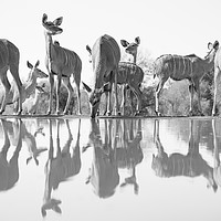 Buy canvas prints of Kudu reflections by Villiers Steyn