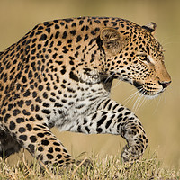 Buy canvas prints of Leaping leopard by Villiers Steyn