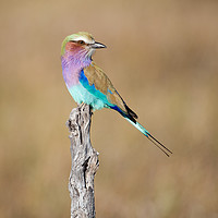Buy canvas prints of Lilac-breasted roller by Villiers Steyn