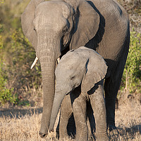 Buy canvas prints of Mother & calf by Villiers Steyn