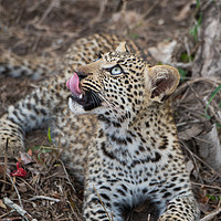 Buy canvas prints of Leopard cub gaze by Villiers Steyn