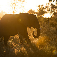 Buy canvas prints of Sunspot elephant by Villiers Steyn