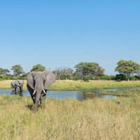 Buy canvas prints of Okavango elephants by Villiers Steyn