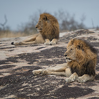 Buy canvas prints of A handsome pair by Villiers Steyn