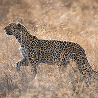 Buy canvas prints of Leopardess by Villiers Steyn