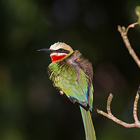 Buy canvas prints of White-fronted bee-eater by Villiers Steyn