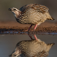 Buy canvas prints of Crested Francolin reflection by Villiers Steyn
