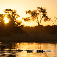 Buy canvas prints of Hippos at sunset by Villiers Steyn