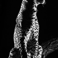 Buy canvas prints of Studio leopard by Villiers Steyn
